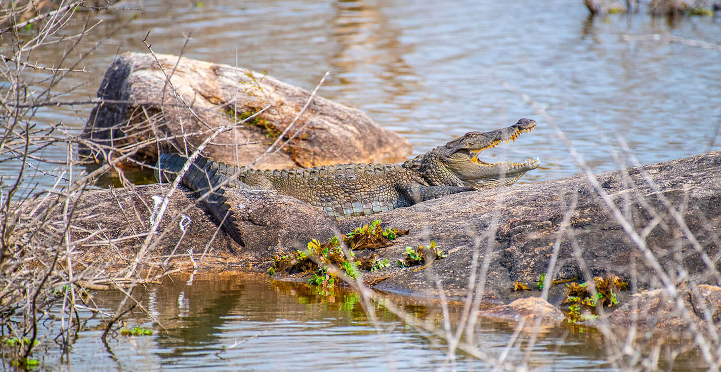 Reptiles and Amphibians