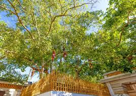 Jaya Sri Maha bodiya
