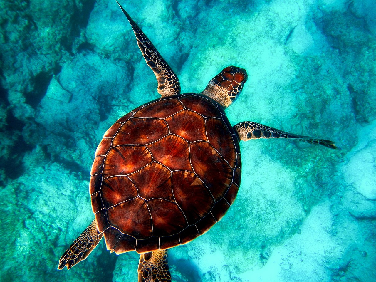 Turtle Watching