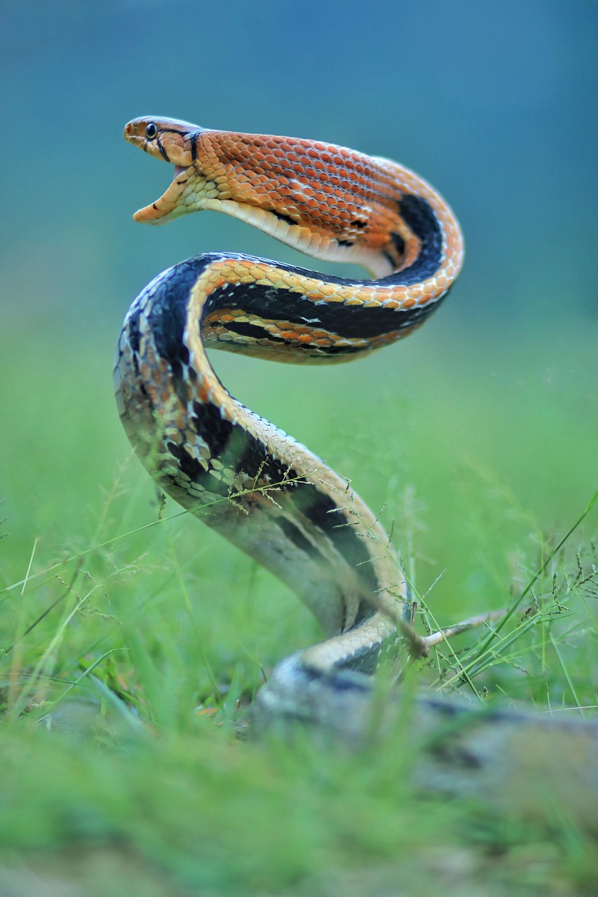 Snake Farm