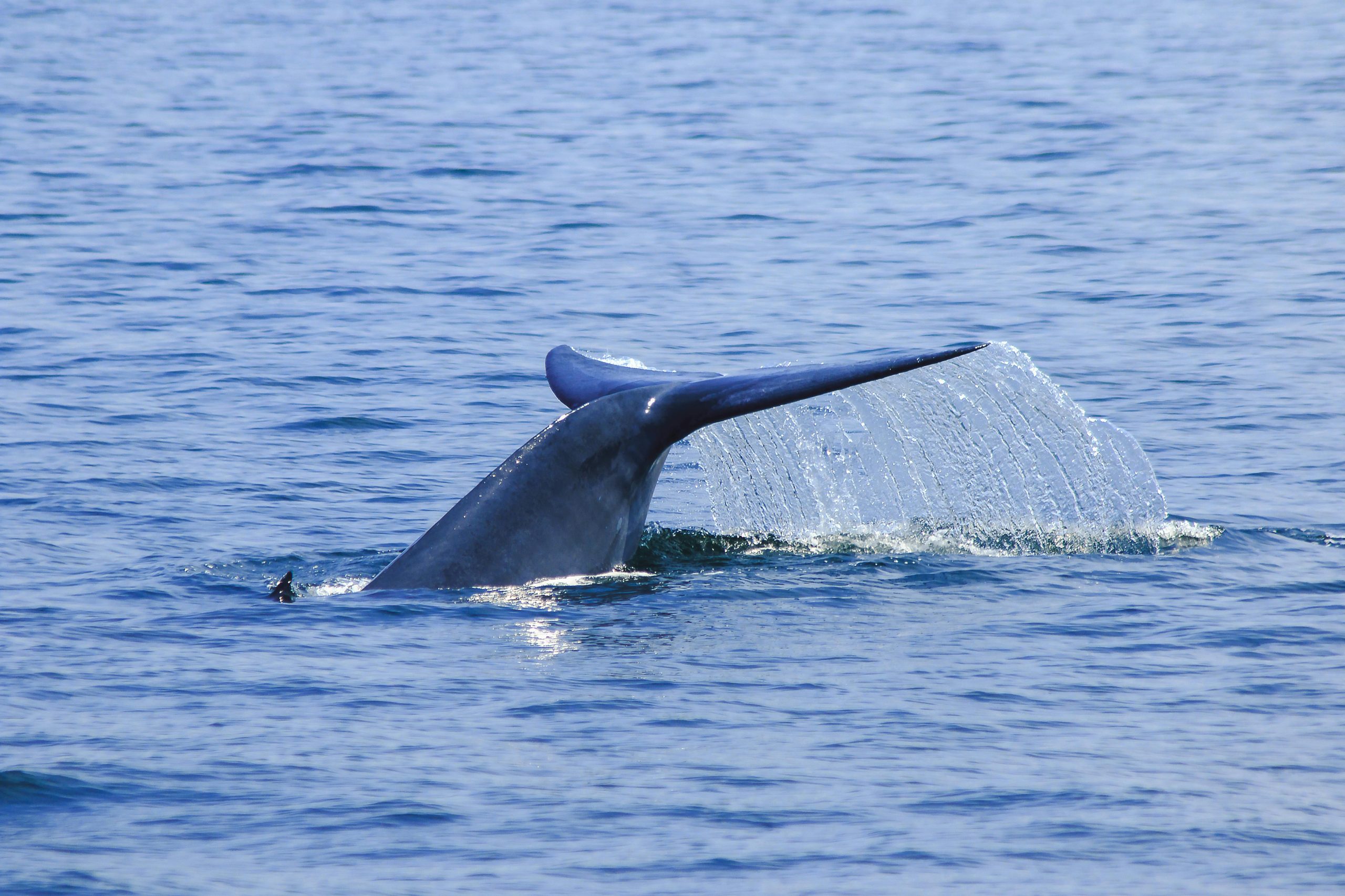 Whale Watching